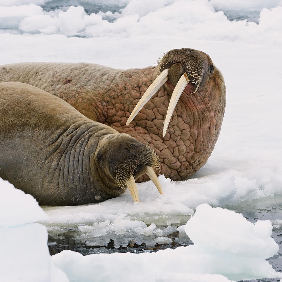 Walrus Male And Female On Ice Floe #1 Photograph by Konrad Wothe