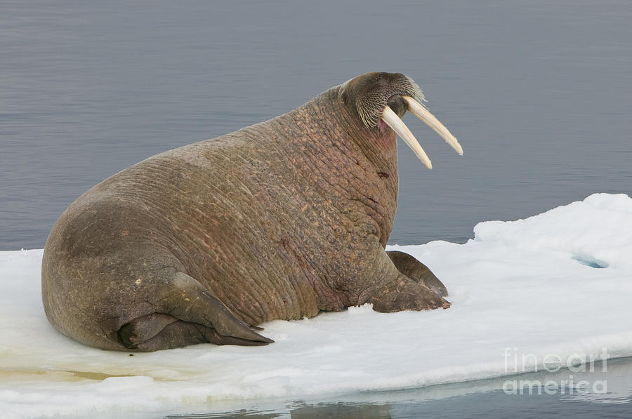 Walrus On Ice Floe #1 Photograph by John Shaw