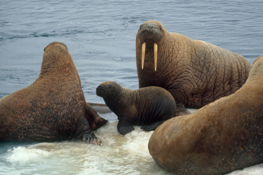 Walrus With Calf #1 Photograph by Carleton Ray