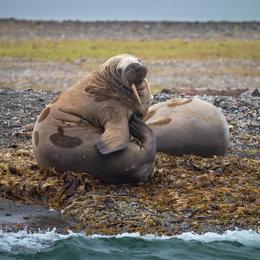 Walruses On The Beach, Svalbard, Norway #1 Photograph by Arctic-images