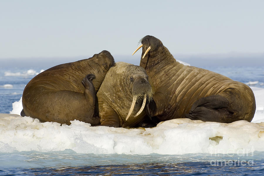 Walruses Resting On Ice Floe #1 Photograph by John Shaw
