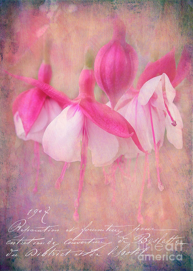 Flower Photograph - Waltz of the Flowers #1 by Judi Bagwell