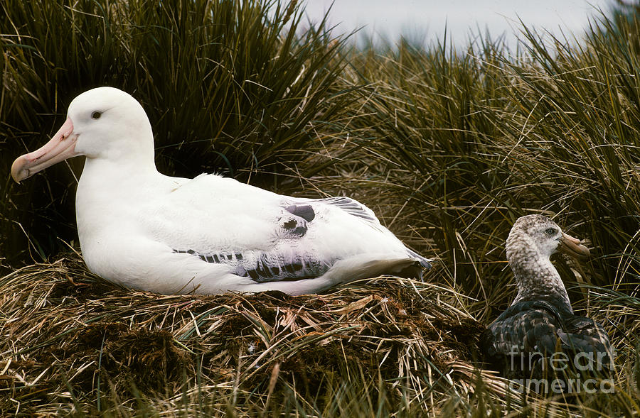 Albatross Photograph - Wandering Albatross #1 by Art Wolfe