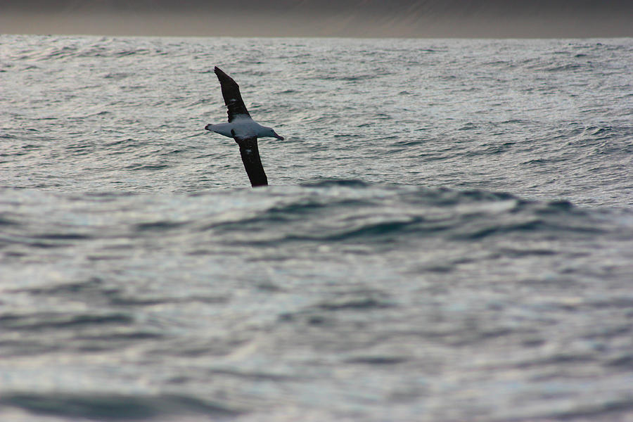 Wandering Albatross In Flight #2 Photograph by Amanda Stadther
