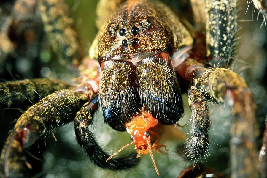 Wandering Spider Feeding #1 Photograph by Dr Morley Read/science Photo Library