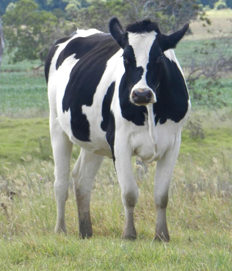 Cow Photograph - Want Something? #1 by Sandra Sengstock-Miller