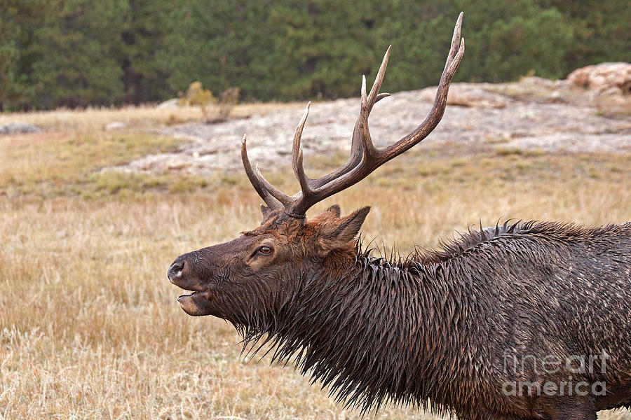 Wapiti Elk Bugling in Rocky Mountain National Park #1 Photograph by Fred Stearns