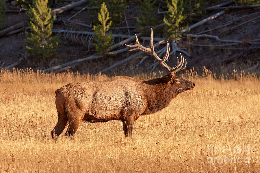 Wapiti Elk Bull in Yellowstone National Park #1 Photograph by Fred Stearns