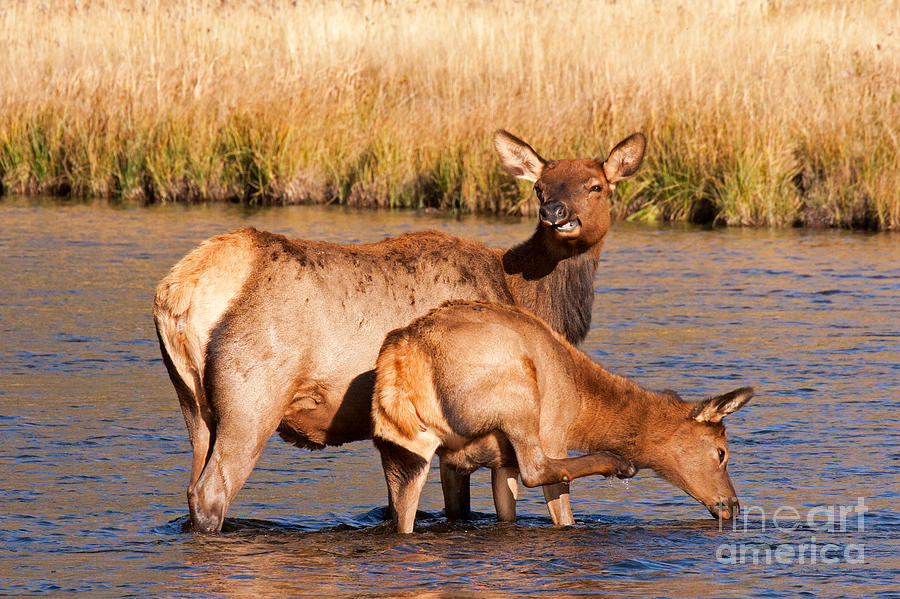 Wapiti Elk Cow and CAlf in Yellowstone National Park #1 Photograph by Fred Stearns