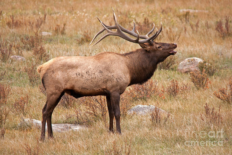 Wapiti Elk in Rocky Mountain National Park Photograph by Fred Stearns