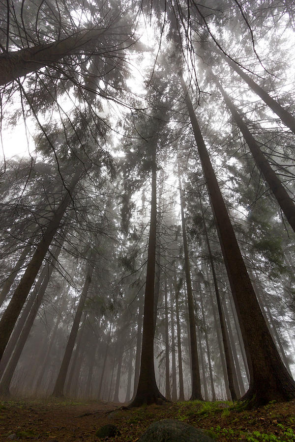 Fall Photograph - Looking up trees in a dark forest with fog by Aldona Pivoriene