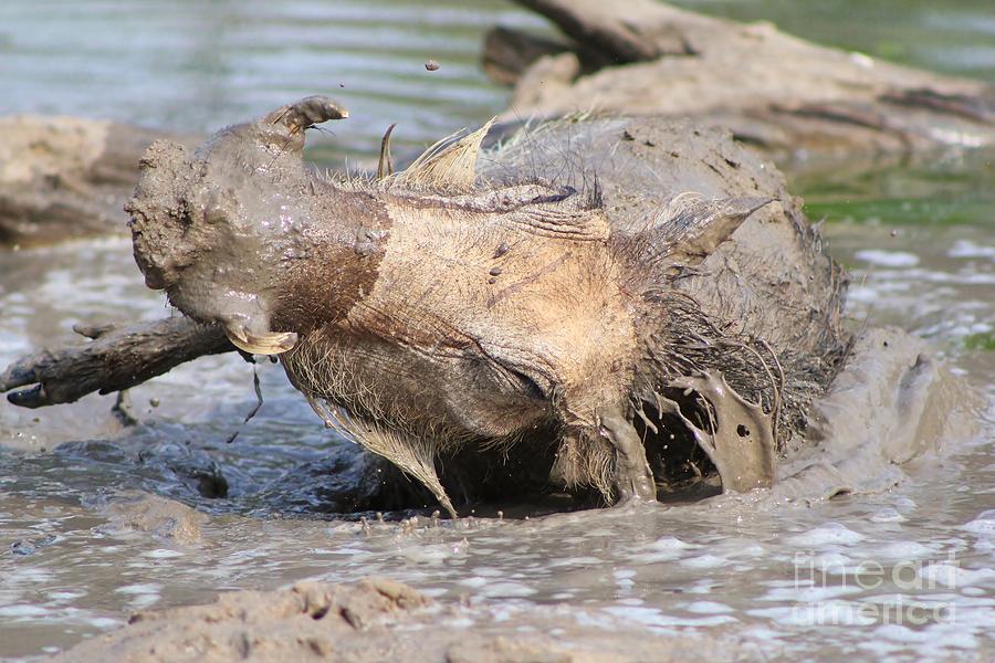 Warthog Mud Bath Photograph by Andries Alberts - Fine Art America