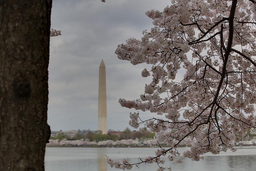 Flower Photograph - Washington Monument - Cherry Blossoms - Washington DC - 011314 #1 by DC Photographer