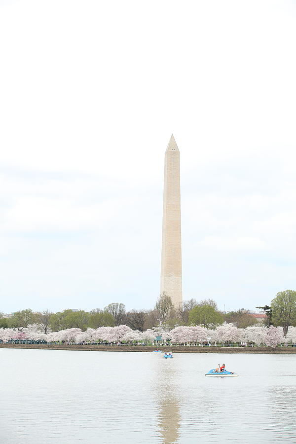 Flower Photograph - Washington Monument - Cherry Blossoms - Washington DC - 01136 #1 by DC Photographer