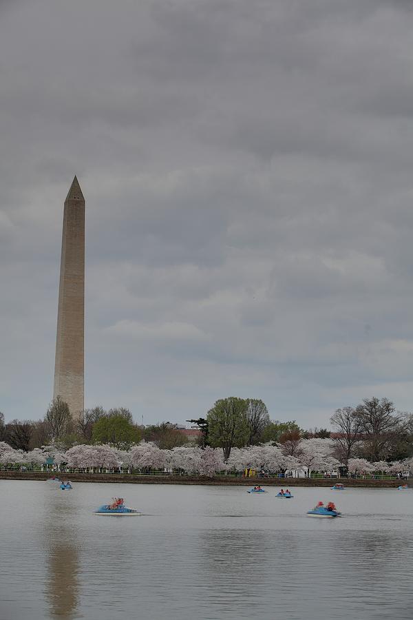 Flower Photograph - Washington Monument - Cherry Blossoms - Washington DC - 01137 #1 by DC Photographer