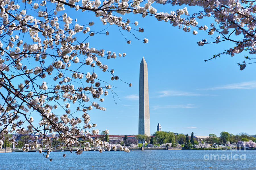 Washington Monument Spring Cherry Blossom trees District of Columbia Tidal Basin #1 Photograph by David Zanzinger