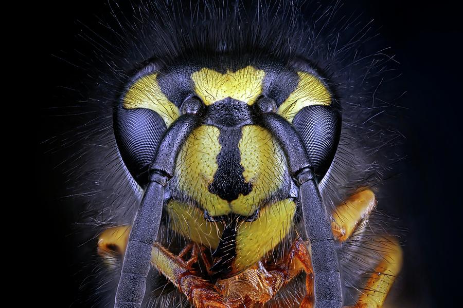 Wasp Head #1 Photograph by Frank Fox
