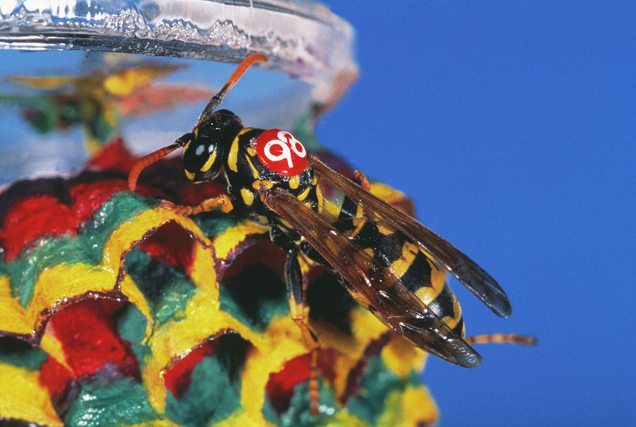Insects Photograph - Wasp Research #1 by Pascal Goetgheluck/science Photo Library