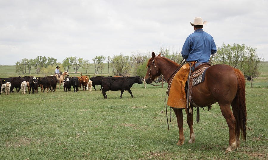 Watching Herd #1 Photograph by Diane Bohna