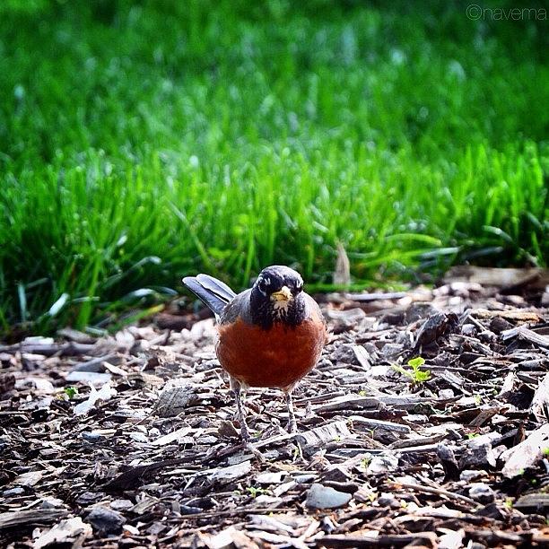 Robin Photograph - Watching Me, Watching You #1 by Natasha Marco Robin Photograph - Watching Me, Watching You #1 by Natasha Marco