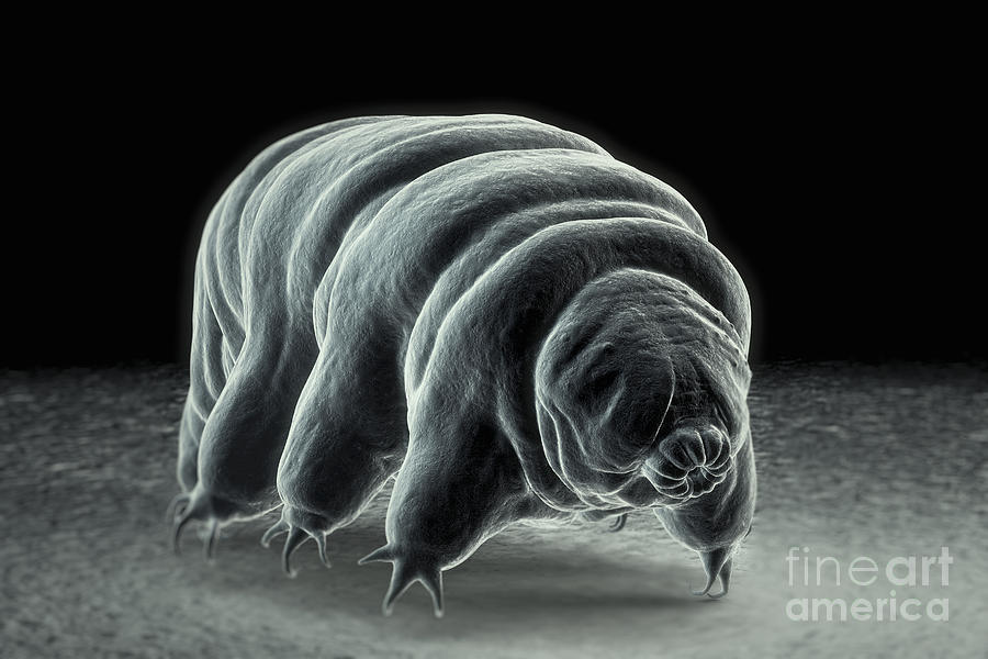 Water Bear Tardigrades #1 Photograph by Science Picture Co