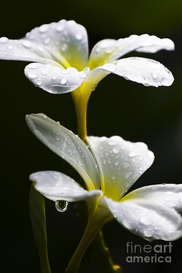 Water Droplet On Frangipani Flower #1 Photograph by Jorgo Photography