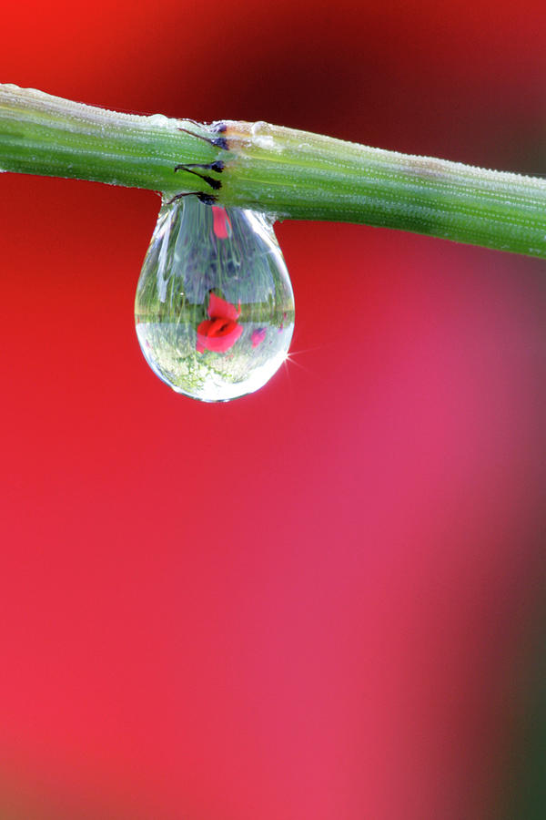 Water Droplets #1 Photograph by Manuel Presti/science Photo Library