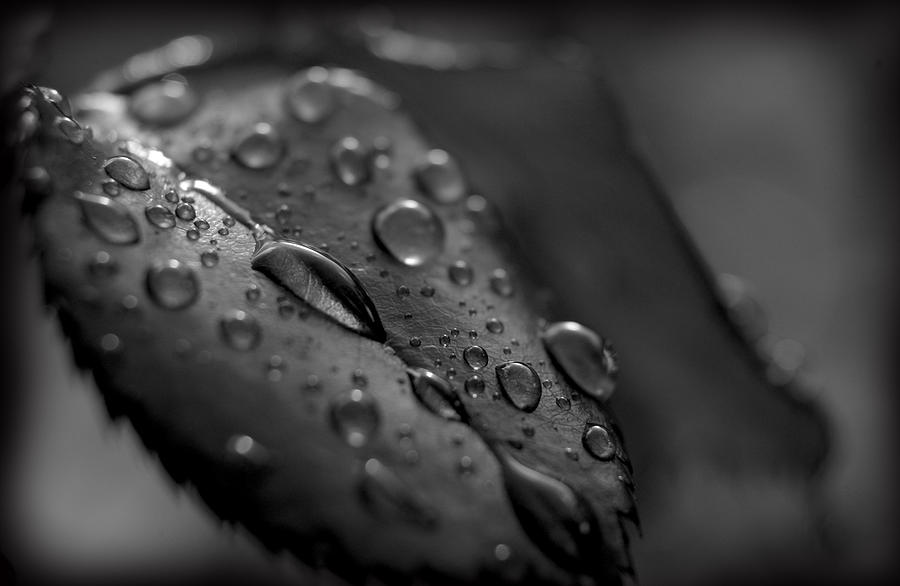 Water Drops #1 Photograph by Craig Incardone