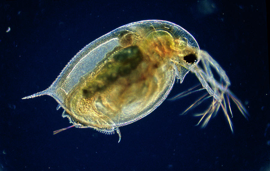 Water Flea Photograph by Sinclair Stammers/science Photo Library | Pixels