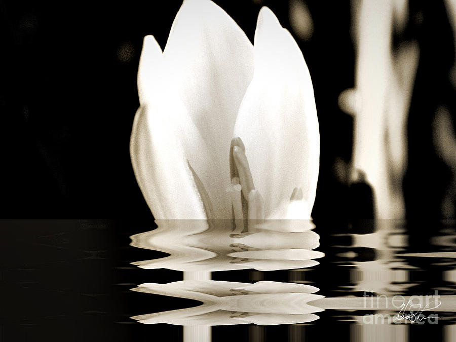 Water Flower #1 Photograph by Keith Lyman