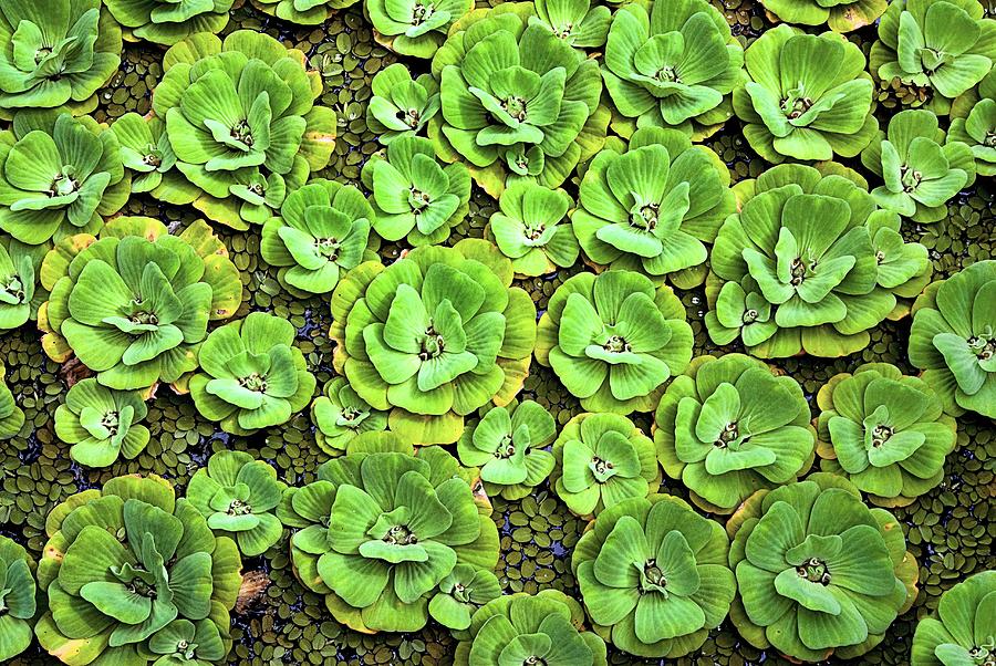 Cabbage Photograph - Water Lettuce #1 by John Greim/science Photo Library