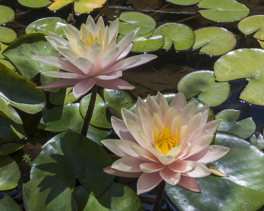 Flower Photograph - Water Lilies #1 by Bruce Frye