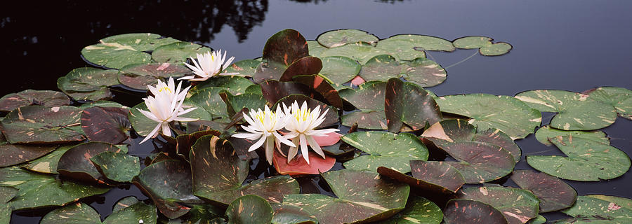 Water Lilies In A Pond, Sunken Garden #1 Photograph by Panoramic Images