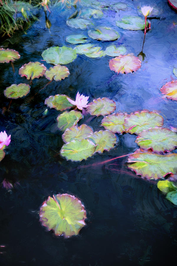 Water Lilies #2 Photograph by John Rivera