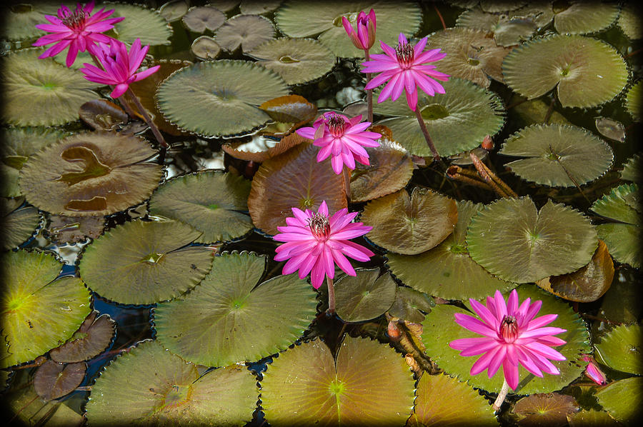 Water Lilies #1 Photograph by Mark Llewellyn