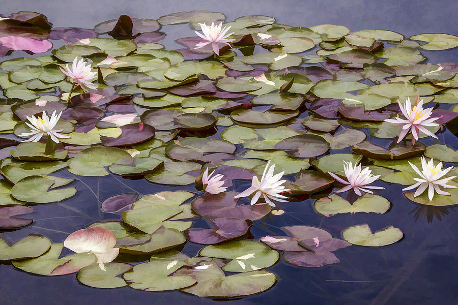 Water Lilies #1 Digital Art by Photographic Art by Russel Ray Photos