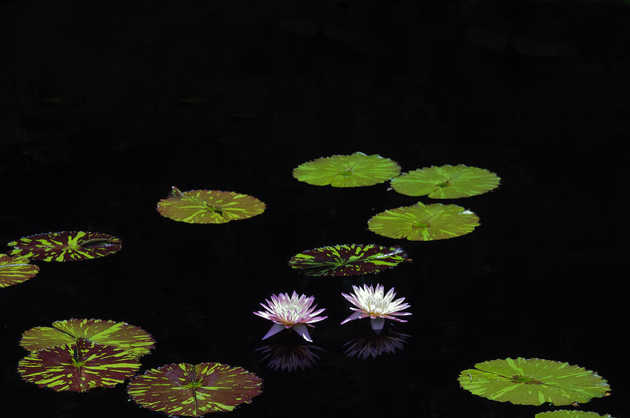 Water Lillies #1 Photograph by Winston D Munnings