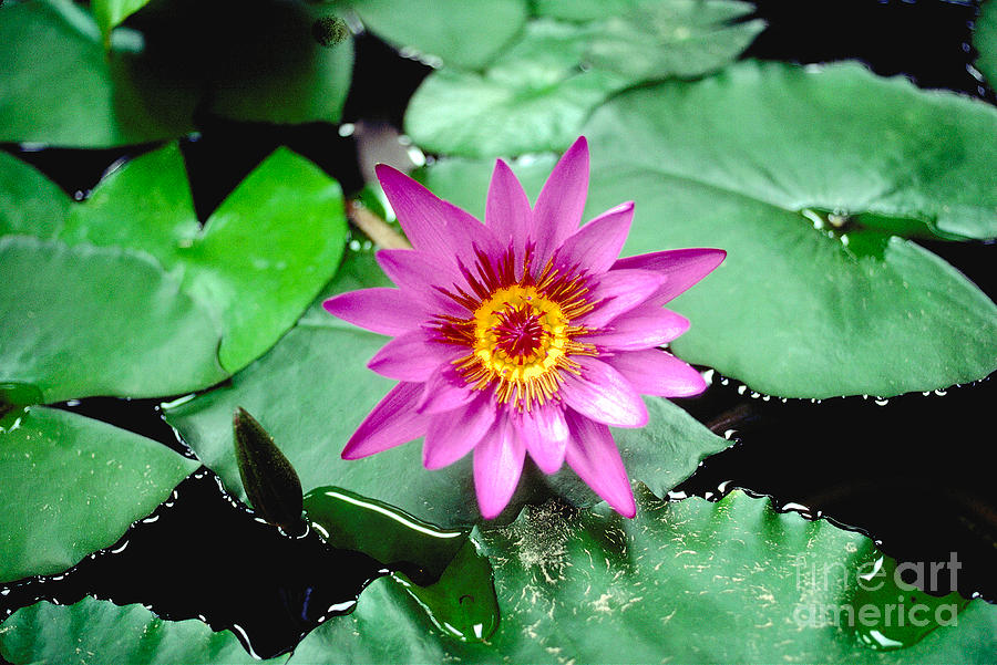 Water Lilly flower #1 Photograph by Wernher Krutein
