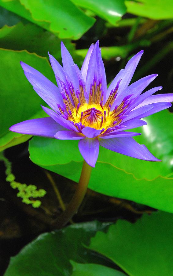 Water Lily 20 #1 Photograph by Allen Beatty