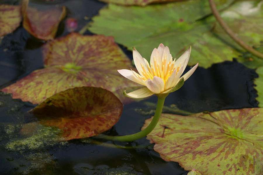 Water Lily 25 Photograph by Allen Beatty