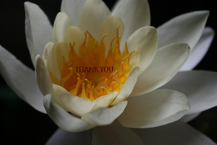 Lily Photograph - Water Lily 3 and a reminder to utter the words Thank You. #1 by Raenell Ochampaugh