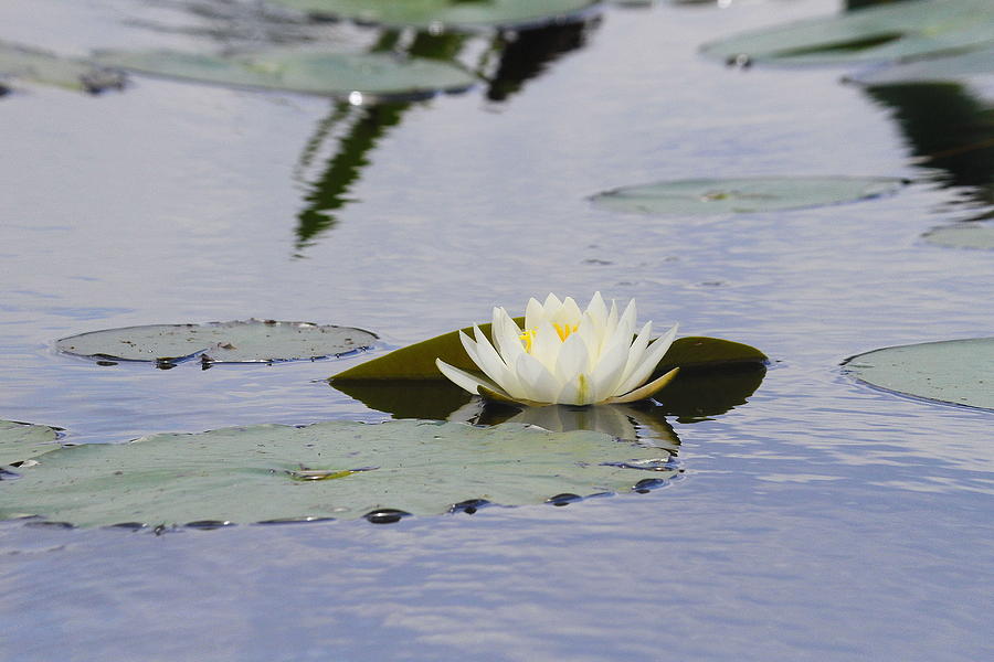 Spring Photograph - Water Lily 3 by Cathy Lindsey