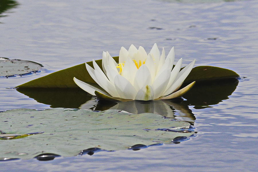 Spring Photograph - Water Lily 4 by Cathy Lindsey