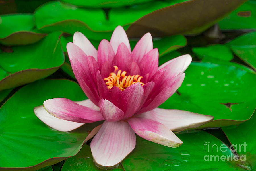 Water lily Photograph by Amanda Mohler