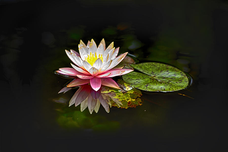 Water Lily Photograph by Bill Barber