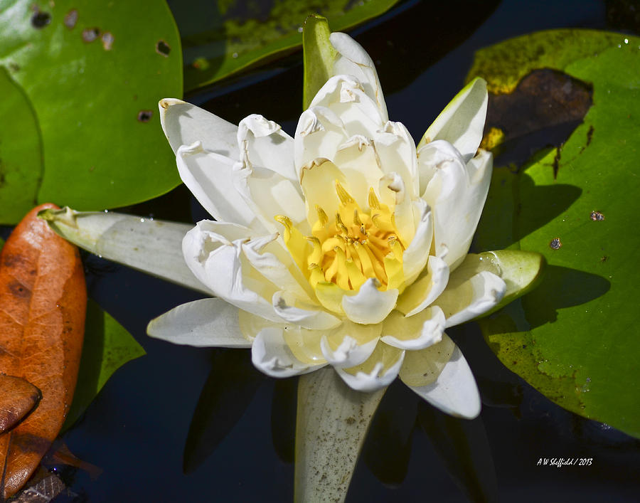 Wildlife Photograph - Water Lily Bloom #1 by Allen Sheffield