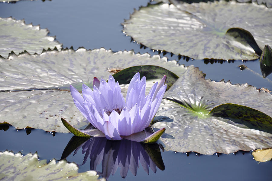 Water Lily #5 Photograph by Dottie Branch