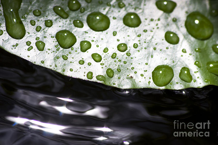 Water Lily Droplets Photograph by Jorgo Photography