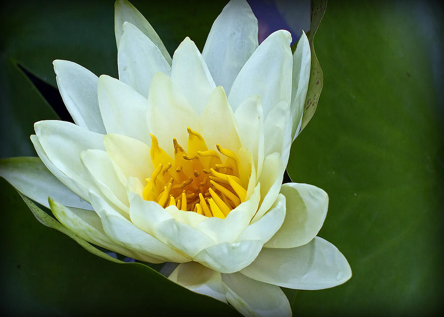 Water Lily Photograph by Farol Tomson