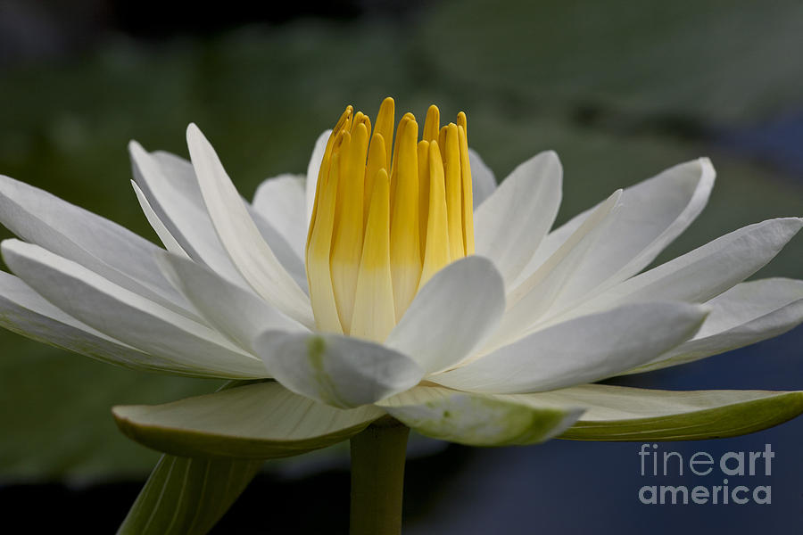 Water Lily #1 Photograph by Heiko Koehrer-Wagner